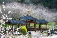 陸河世外梅園——我去過的最美梅園