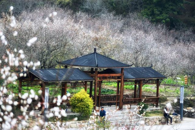 陸河世外梅園——我去過的最美梅園