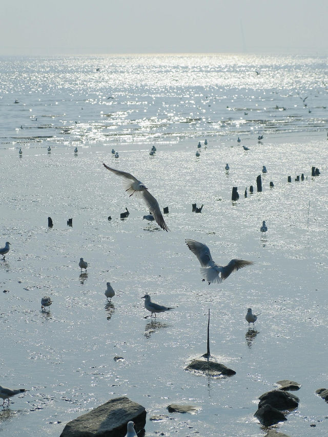 深圳紅樹林與自然共舞的冬日之旅 