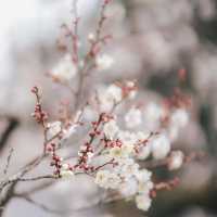 "水戶偕樂園：徜徉在千年梅花的詩意夢境中" 