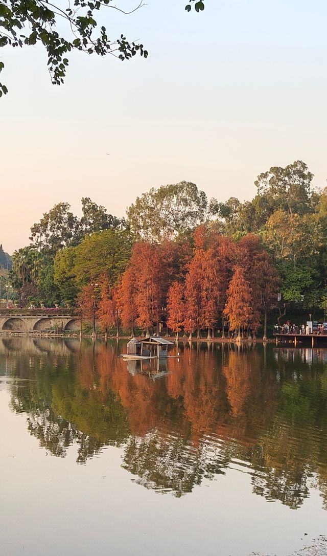 麓湖公園多個紅杉樹拍照機位，超美