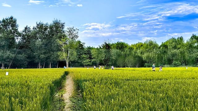 北坞公園的夏天，真美！