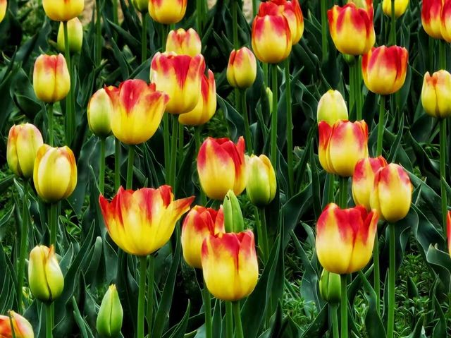 銅陵梧桐花谷｜山水秀麗，花開四季