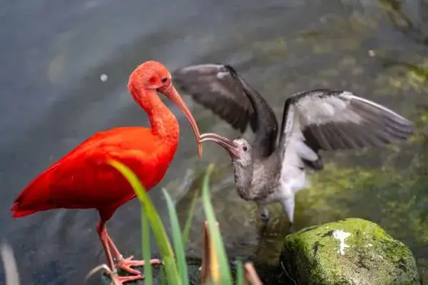 Explore the Wonders of London Zoo