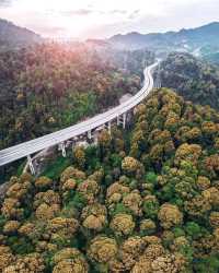 探秘馬來西亞最高公路旁的秘境森林，必打卡的治癒系行山路線！