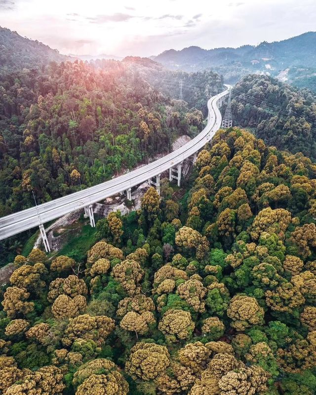 探秘馬來西亞最高公路旁的秘境森林，必打卡的治癒系行山路線！