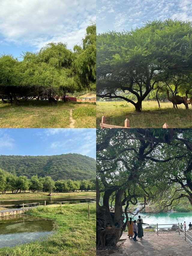 塞拉萊：沙漠與海洋交織的夢幻國度