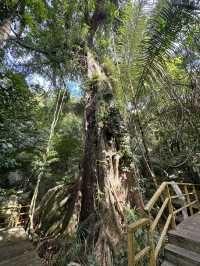 追星成功係王一博同款霸王嶺森林公園喎