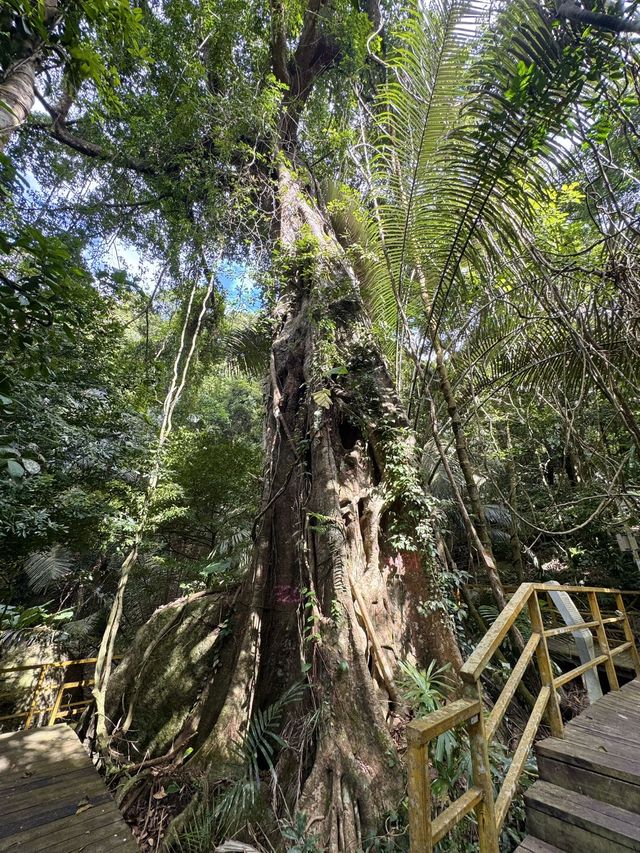 追星成功係王一博同款霸王嶺森林公園喎
