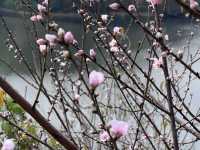 2月華南迎來桃花盛開