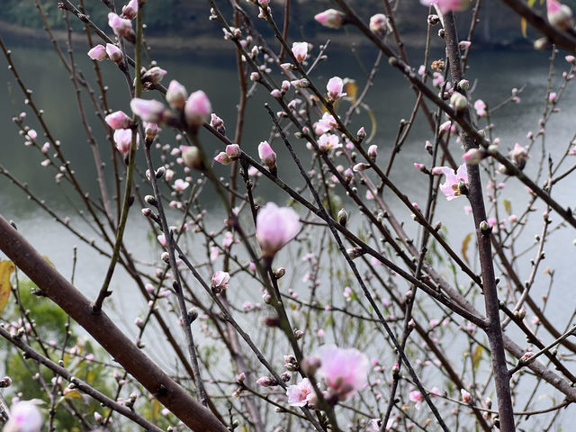 2月華南迎來桃花盛開