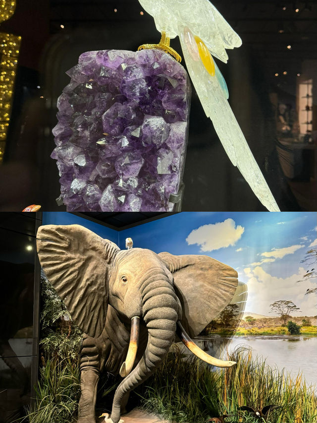 休斯頓自然科學博物館旅行全攻略：探索自然奧秘