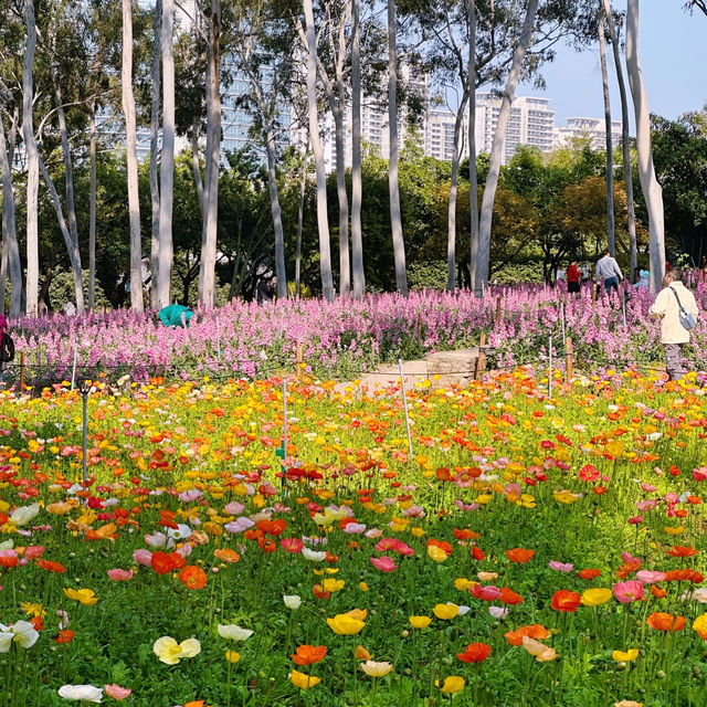 廈門春日賞花|虞美人與紫羅蘭