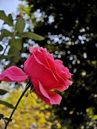 春日限定！深圳香蜜公園，月季花美不勝收