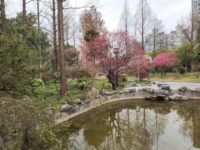 真如公園梅花景