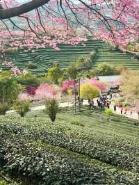 永福櫻花秘境國家地理認證的春日天花板
