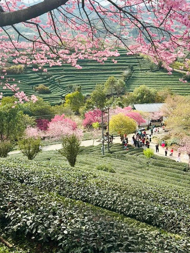 永福櫻花秘境國家地理認證的春日天花板