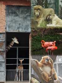 廣州動物園20元的快樂