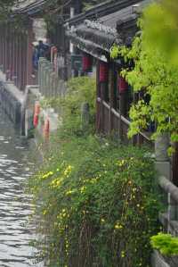 人間三四月，芳菲無邊界—杭州春季賞花指南