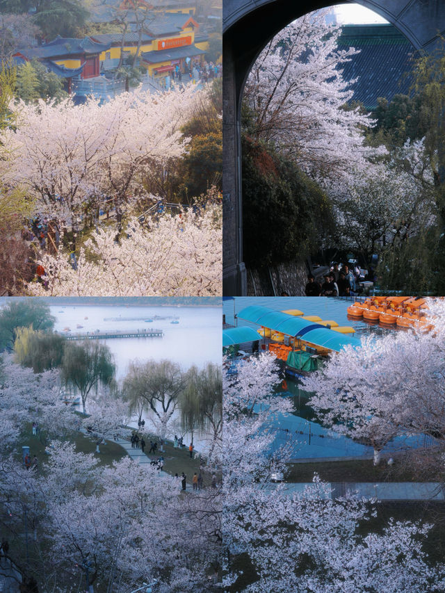 南京的春天是一萬次的春和景明