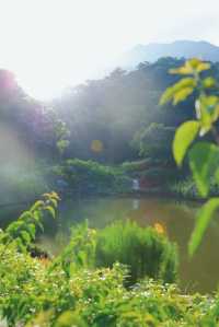 深圳有自己的阿勒泰！——恩上濕地公園