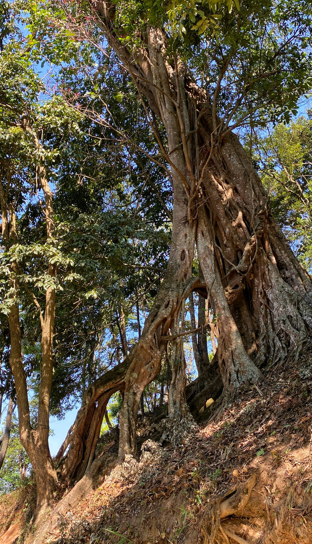 西雙版納南糯山，茶山十公里「慢搖」路線！