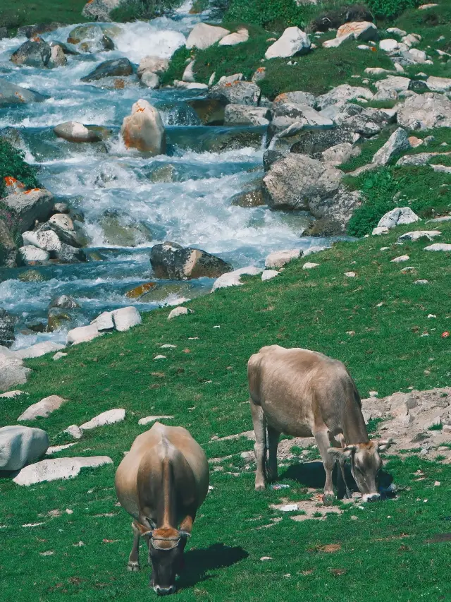 8-Day Altay-Karamay Excursion - A Super Detailed Guide