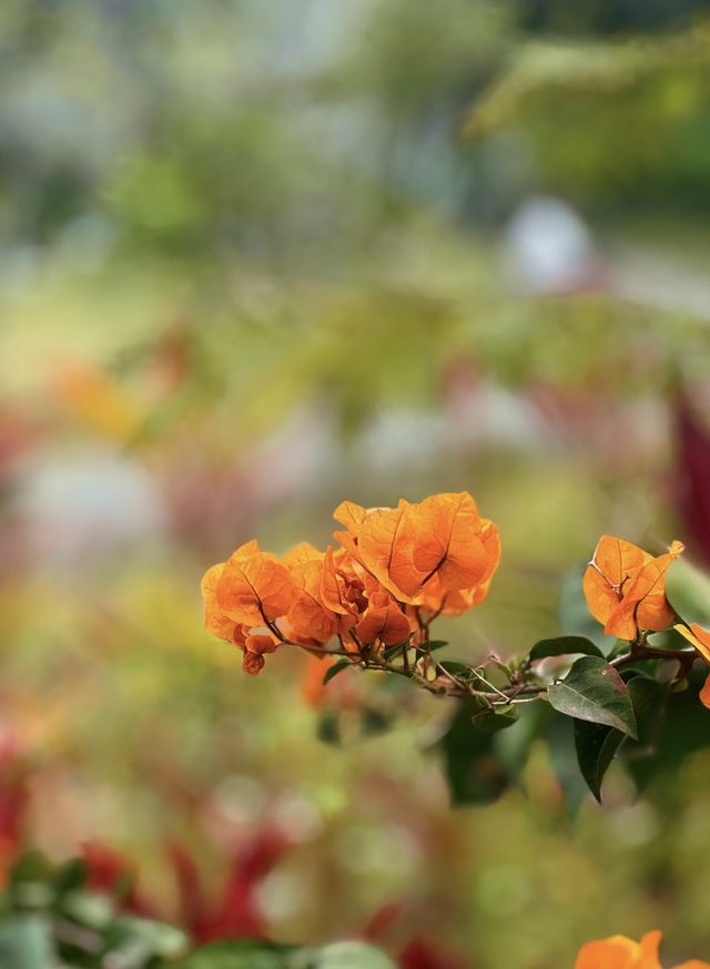 深圳公園 city walk 周末遛娃好去處