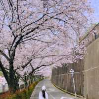 大阪超隱蔽小眾櫻花大道🌸 人少景美