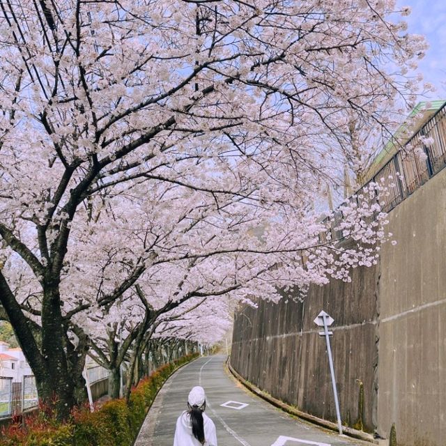 大阪超隱蔽小眾櫻花大道🌸 人少景美