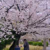 *𝙎𝙨'𝙨 生活碎片 | 大阪城公園的絢爛櫻景🌸🌸