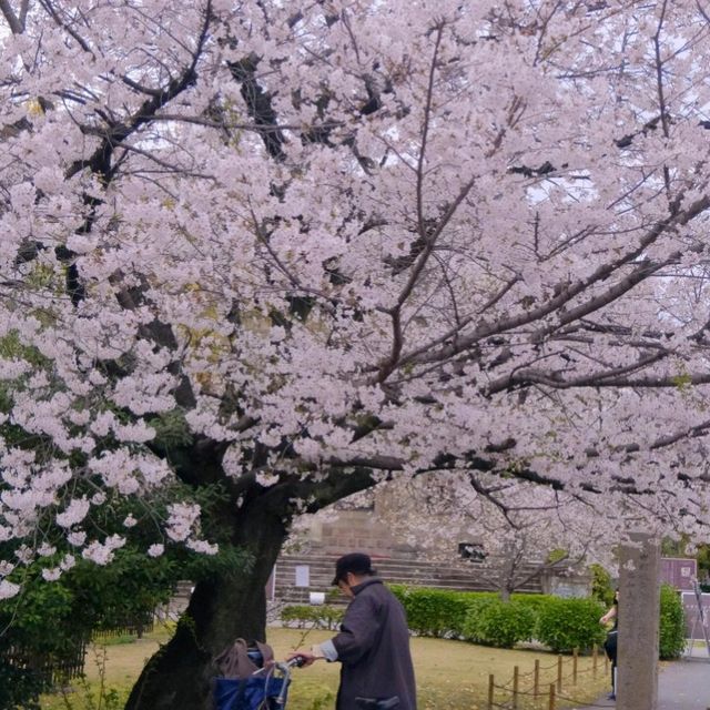 *𝙎𝙨'𝙨 生活碎片 | 大阪城公園的絢爛櫻景🌸🌸