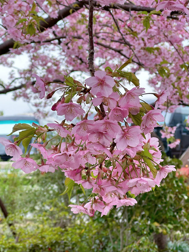 帶娃賞櫻路線！輕鬆一日遊行程。