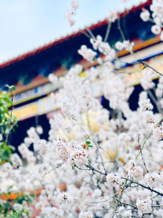 위저우에서 돈 안 들이고 즐거운 시간을 보내세요! 봄날의 삼림 식물원