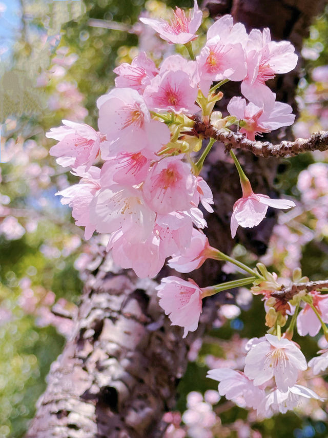 櫻之通信！靜安賞花正當時