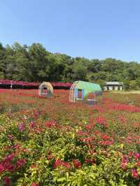 在深圳！一頭扎進漫山遍野的鮮花裡