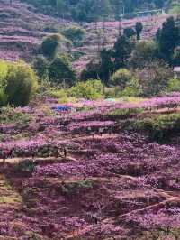 成都3月徒步桃花海｜避開人潮私藏路線