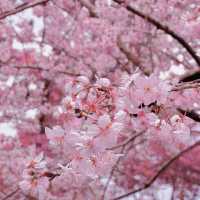 🌸藏在雲林古坑的春日浪漫密境！青山坪咖啡農場