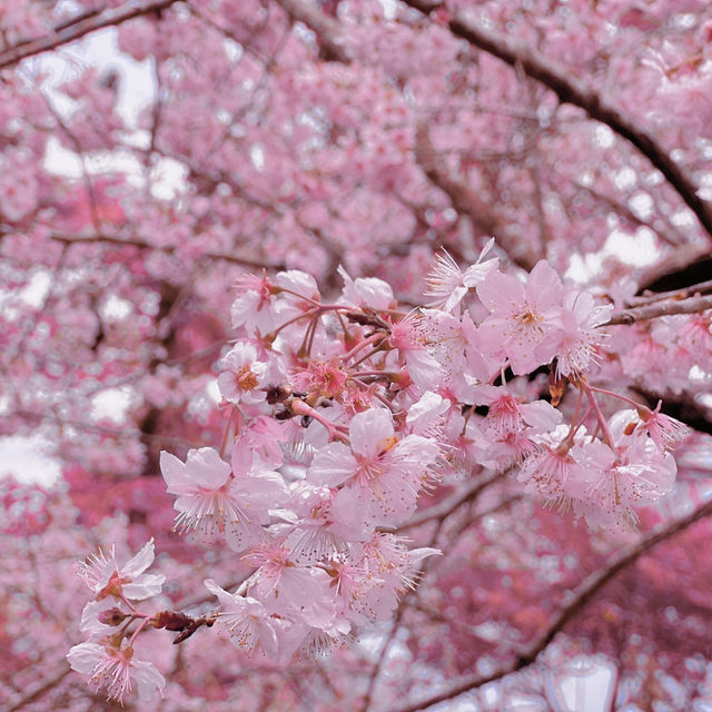 🌸藏在雲林古坑的春日浪漫密境！青山坪咖啡農場