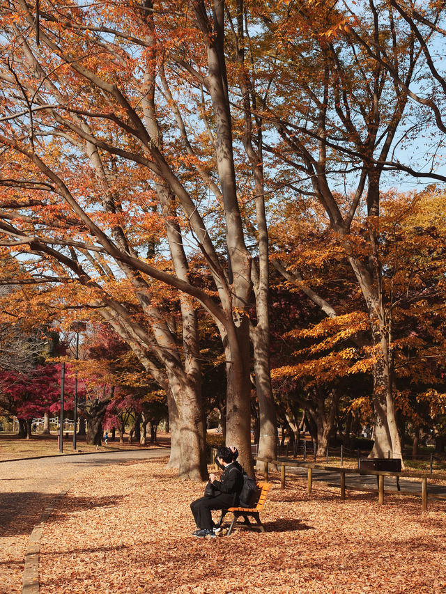 代々木公園での秋の完璧な日々を楽しむ