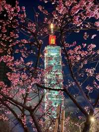 櫻舞春光，靜謐松江