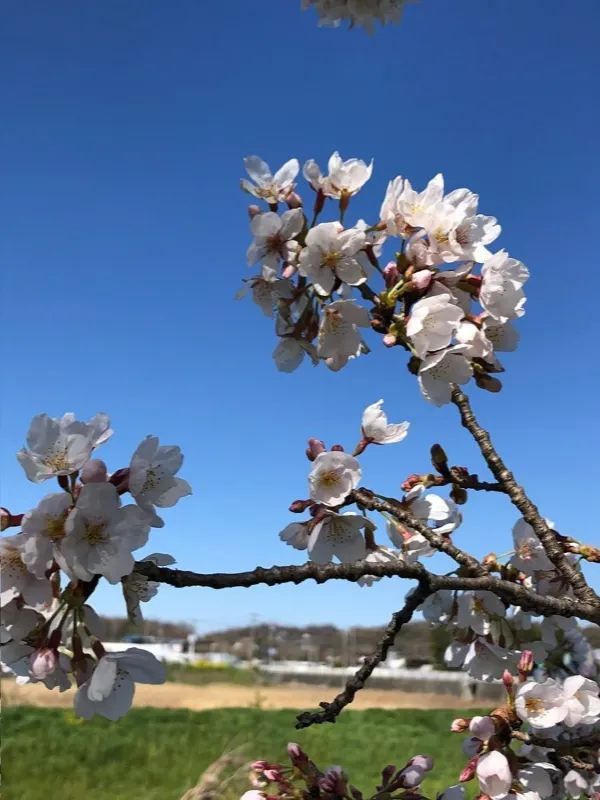 埼玉県東松山市の上沼公園で桜を楽しむ方法