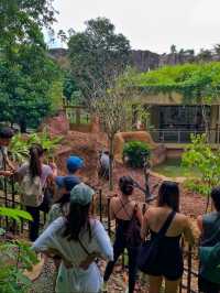 Singapore's New Rainforest Adventure Park Opens!