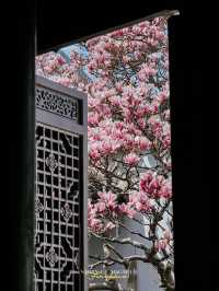 Experience the Enchanting Spring in Suzhou
