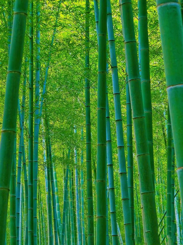常州溧陽48小時春日狂想！