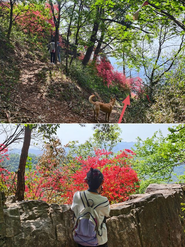 雲台山賞映山紅環線