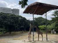 深圳野生動物園玩轉攻略，萌獸奇遇之旅