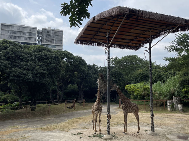 深圳野生動物園玩轉攻略，萌獸奇遇之旅