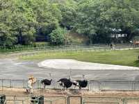 深圳野生動物園玩轉攻略，萌獸奇遇之旅