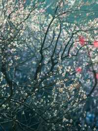 梅花山超全攻略 | 帶你玩轉絕美仙境